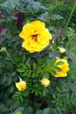 Смотреть изображение Rosa foetida