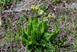 Primula pallasii. Цветущее растение. Хакасия, Орджоникидзевский р-н, верховья р. Правая Сарала, луговой склон. 08.06.2022.