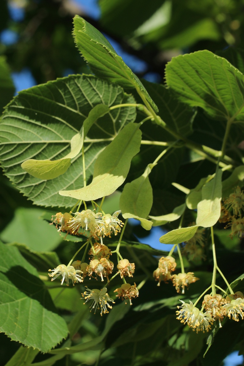 Image of genus Tilia specimen.