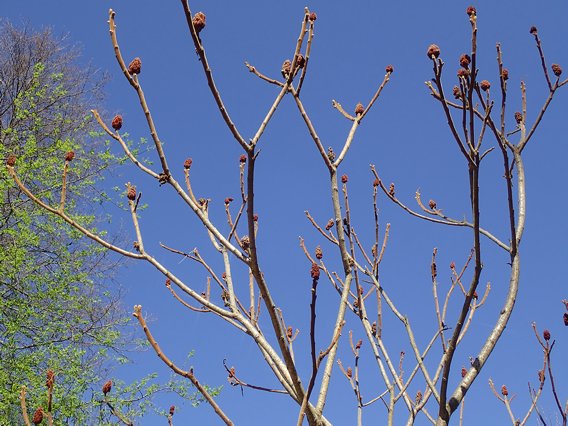 Image of Rhus typhina specimen.