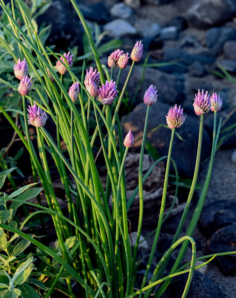 Изображение особи Allium schoenoprasum.