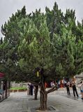 Juniperus chinensis. Взрослое дерево. Китай, провинция Шэньси, г. Сиань, в культуре. 10.06.2024.