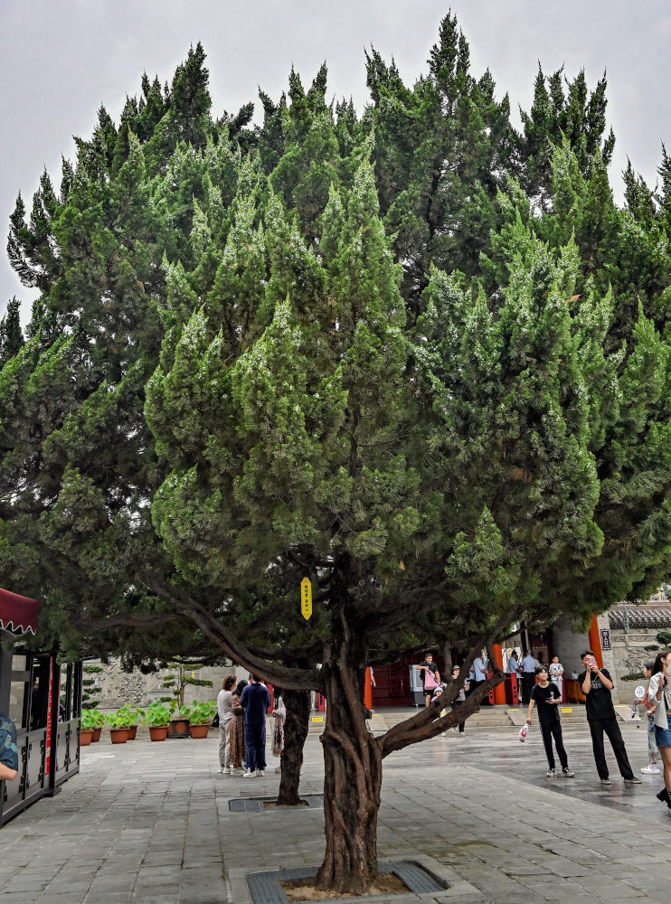 Изображение особи Juniperus chinensis.