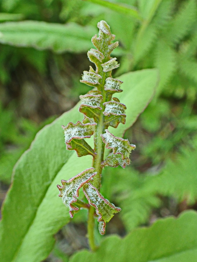 Изображение особи Onoclea sensibilis.