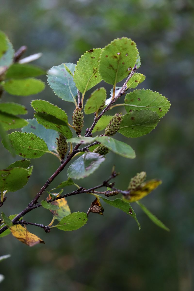 Image of Betula humilis specimen.