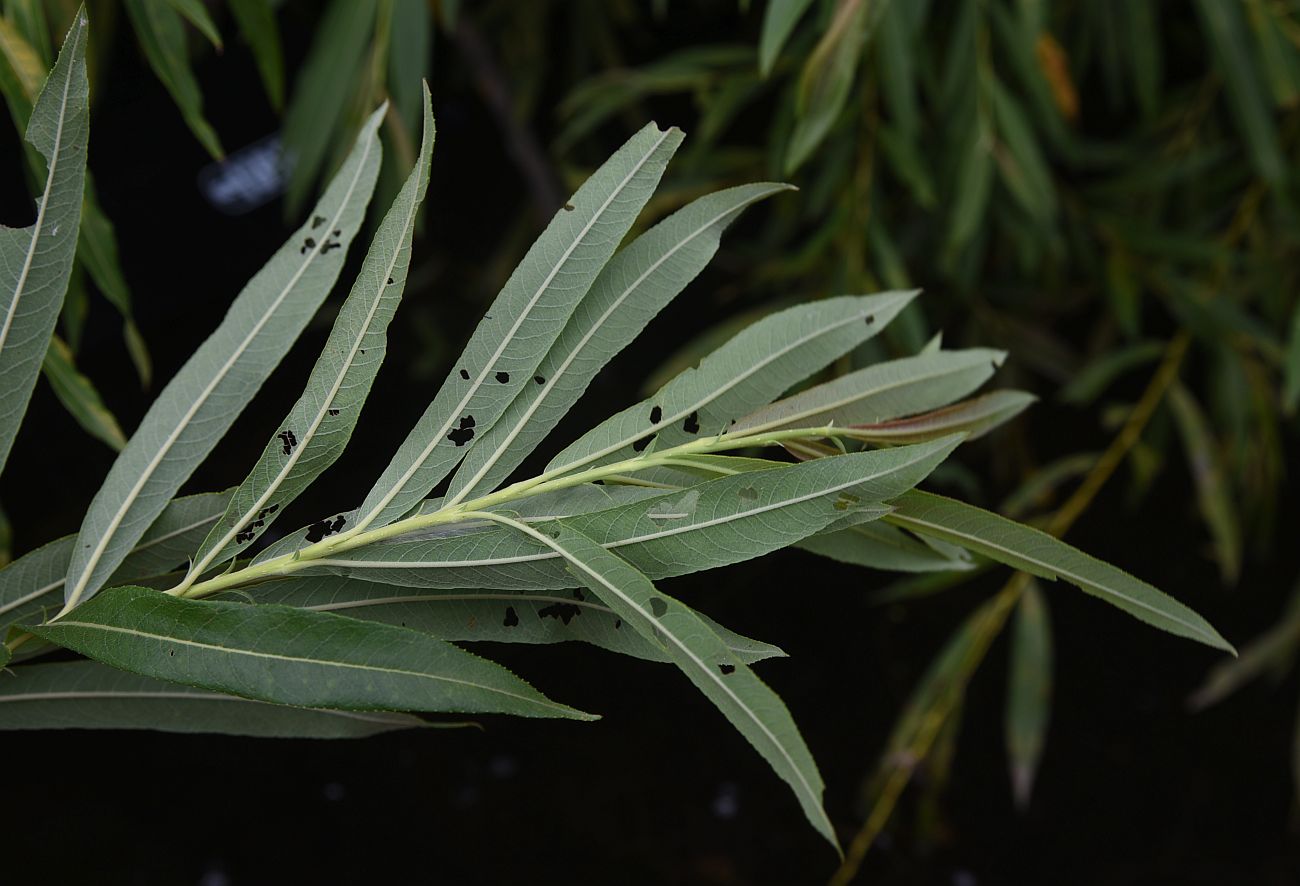 Image of genus Salix specimen.