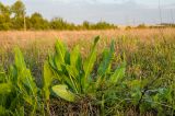 Cynoglossum officinale. Вегетирующие растения. Оренбургская обл., Переволоцкий р-н, Родничнодольский сельсовет, окр. с. Родничный Дол, степь. 6 сентября 2023 г.