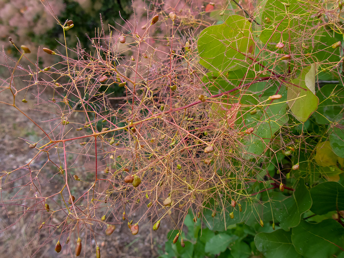 Изображение особи Cotinus coggygria.