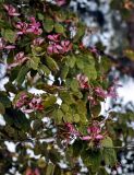 Bauhinia variegata. Верхушка ветви с цветками и повреждёнными листьями. Индия, Дели, в культуре. 27.12.2014.