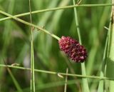 Sanguisorba officinalis. Соцветие. Липецкая обл., Данковский р-н, окр. дер. Масловка, 1,5 км выше устья р. Паники, правый борт балки Паники, луг. 3 августа 2024 г.