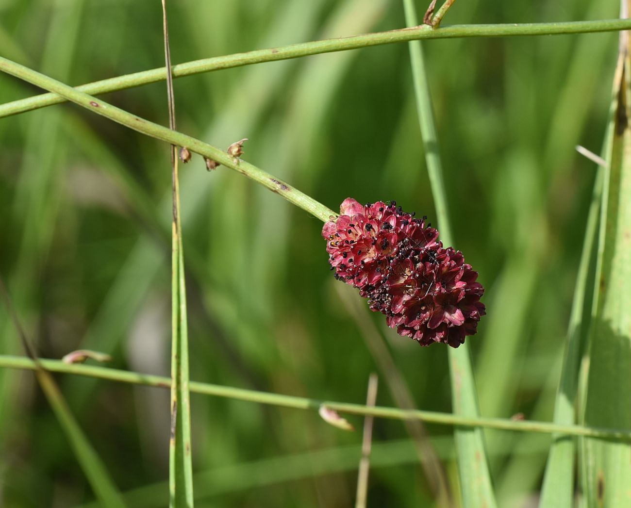 Изображение особи Sanguisorba officinalis.