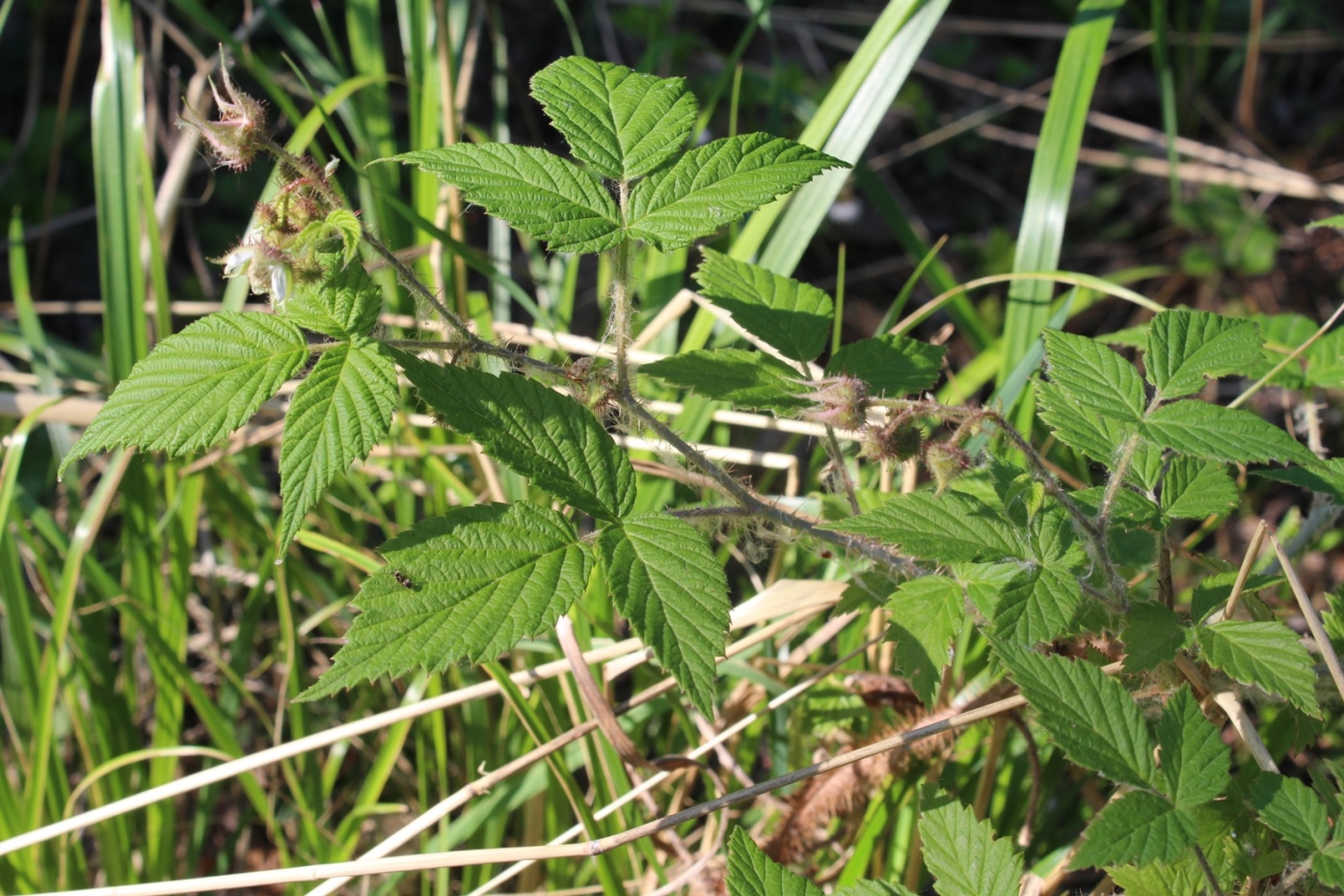 Изображение особи Rubus matsumuranus.