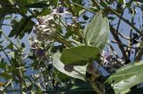 Calotropis gigantea. Верхушка побега с соцветием. Вьетнам, провинция Кханьхоа, южные окр. г. Нячанг, обочина дороги, бровка обрыва. 01.08.2024.