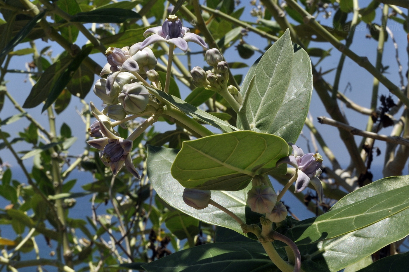 Изображение особи Calotropis gigantea.