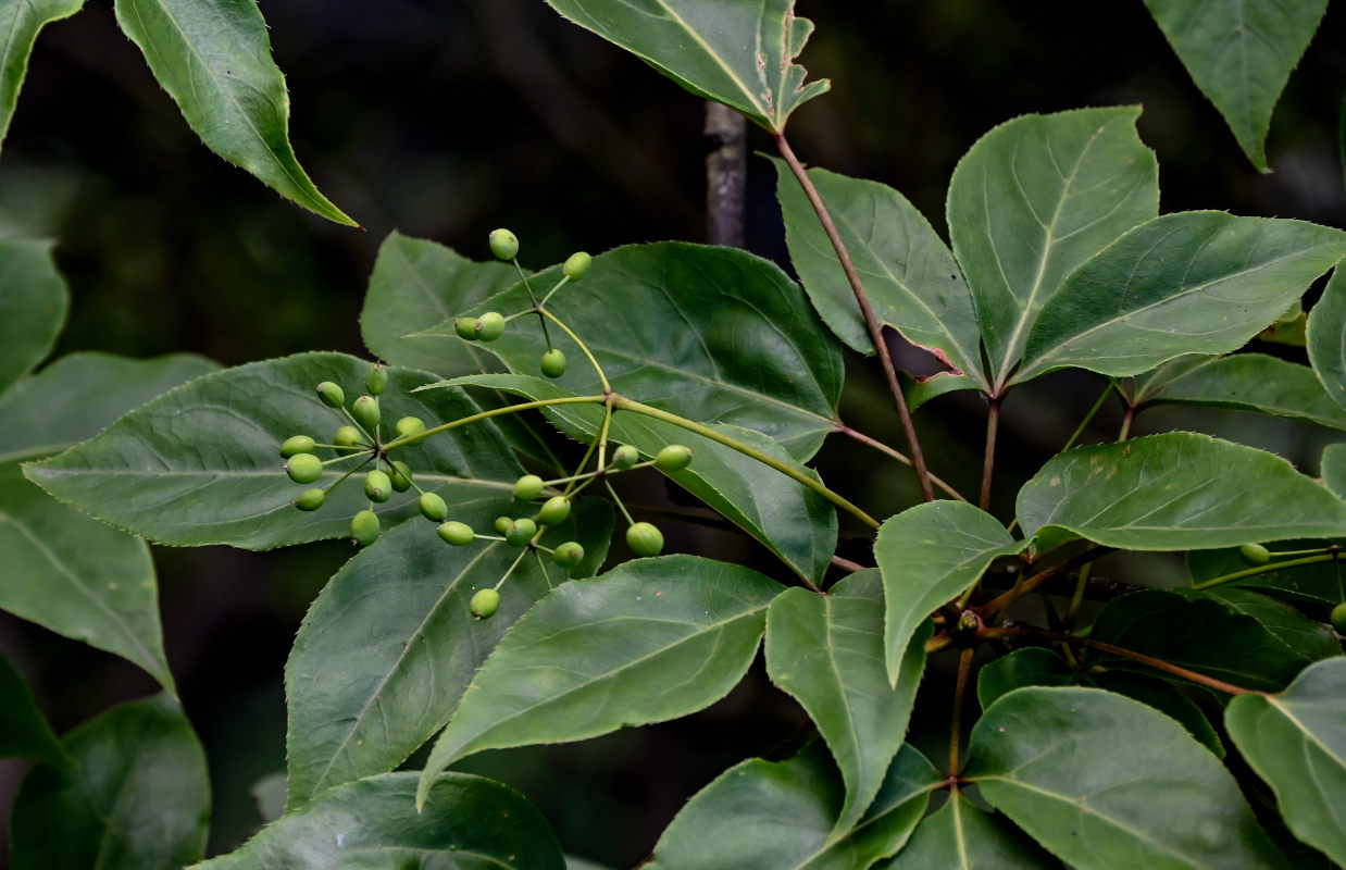 Изображение особи Gamblea ciliata.