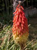 Kniphofia uvaria. Соцветие. Крым, Южный Берег, городской округ Ялта, Массандровский парк. 29.05.2024.