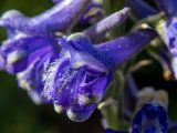 Delphinium fissum. Цветок. Крым, Южный Берег, горное плато в 200 м к зап. от р. Алака (Сотера), крутой склон у края смотровой площадки. 30.05.2024.