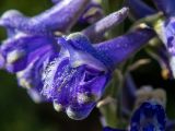 Смотреть изображение Delphinium fissum