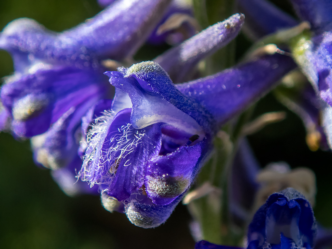 Изображение особи Delphinium fissum.