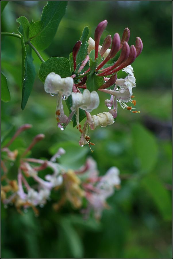 Image of Lonicera caprifolium specimen.