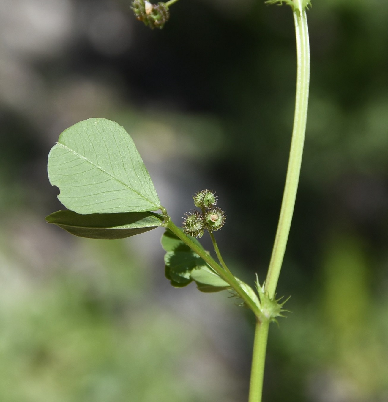 Изображение особи Medicago polymorpha.