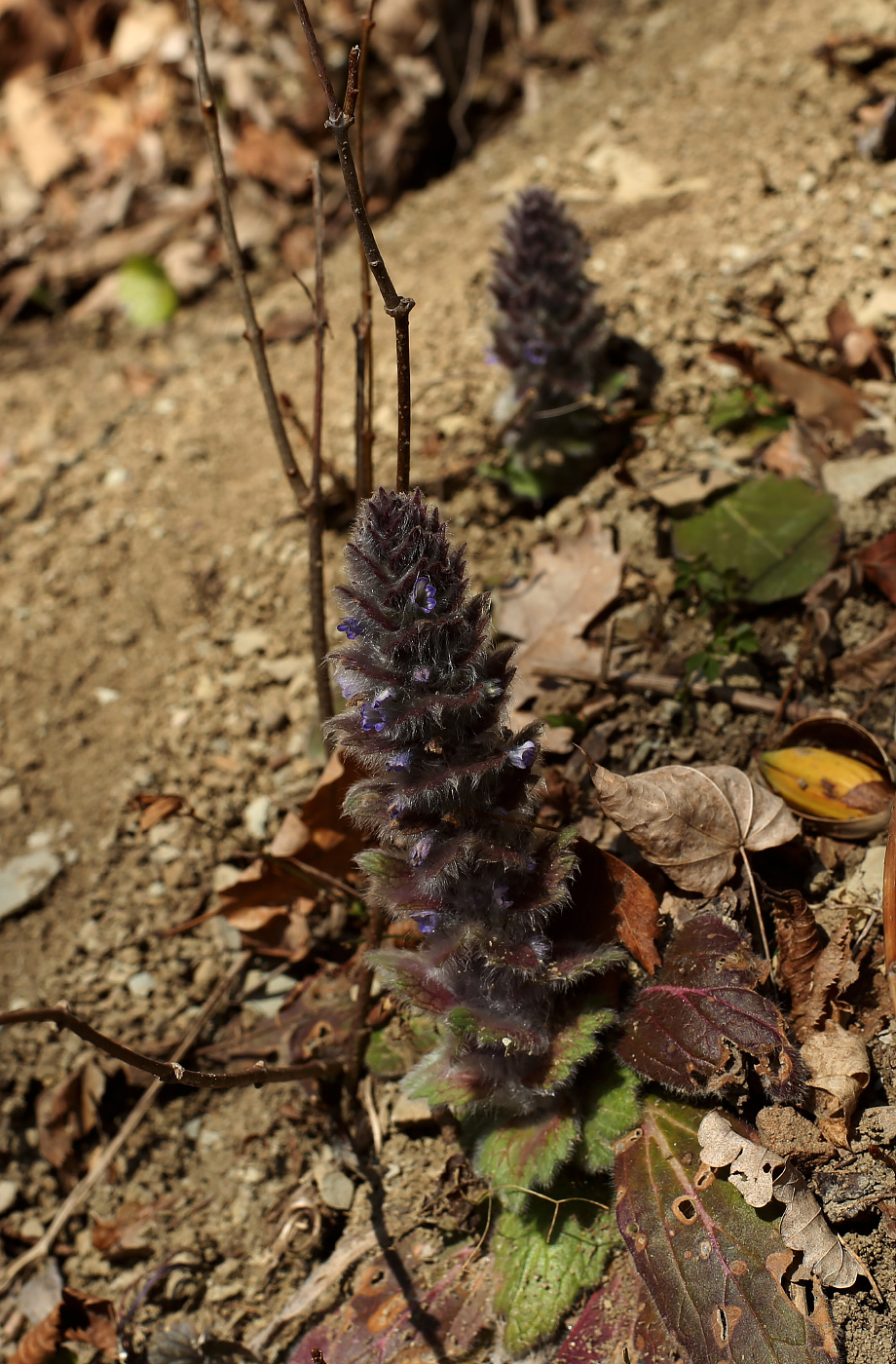 Image of Ajuga orientalis specimen.
