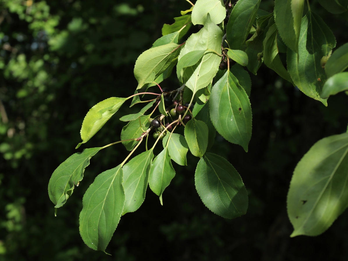 Image of Rhamnus cathartica specimen.