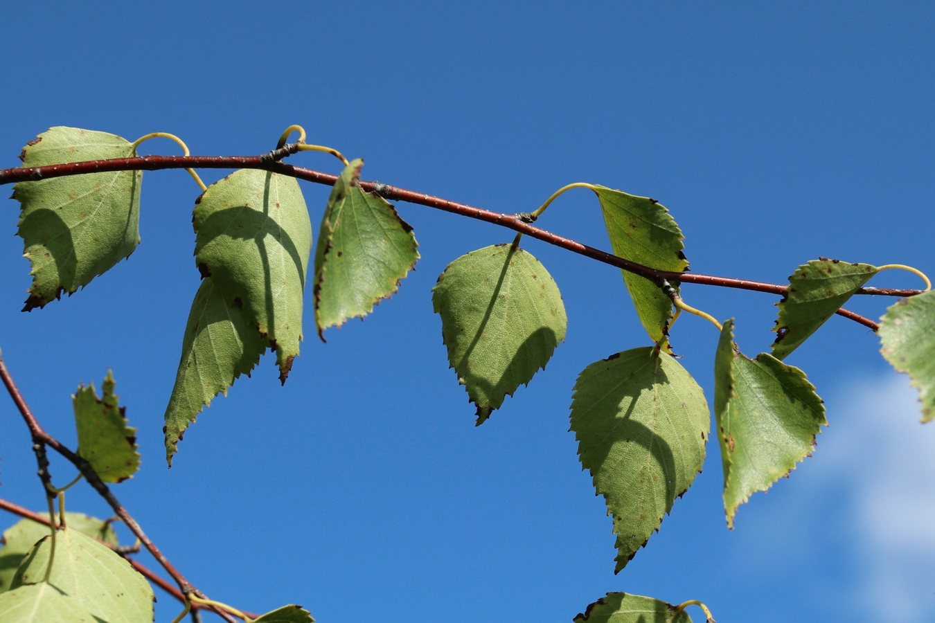Image of Betula pendula specimen.
