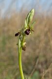 Ophrys подвид caucasica