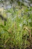 View full-size image Ornithogalum boucheanum