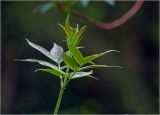 View full-size image Sambucus racemosa