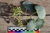 View full-size image Populus pruinosa