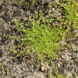 View full-size image Sagina procumbens