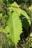 View full-size image Inula helenium