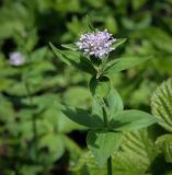 Смотреть изображение Asperula caucasica