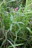 View full-size image Persicaria amphibia