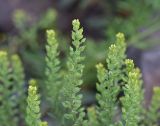View full-size image genus Alyssum