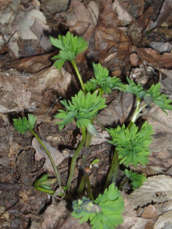 Image of Corydalis cava specimen.