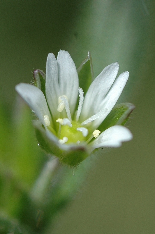 Изображение особи Cerastium holosteoides.