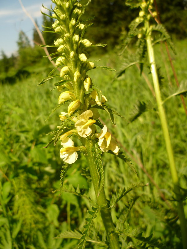 Image of Pedicularis incarnata specimen.