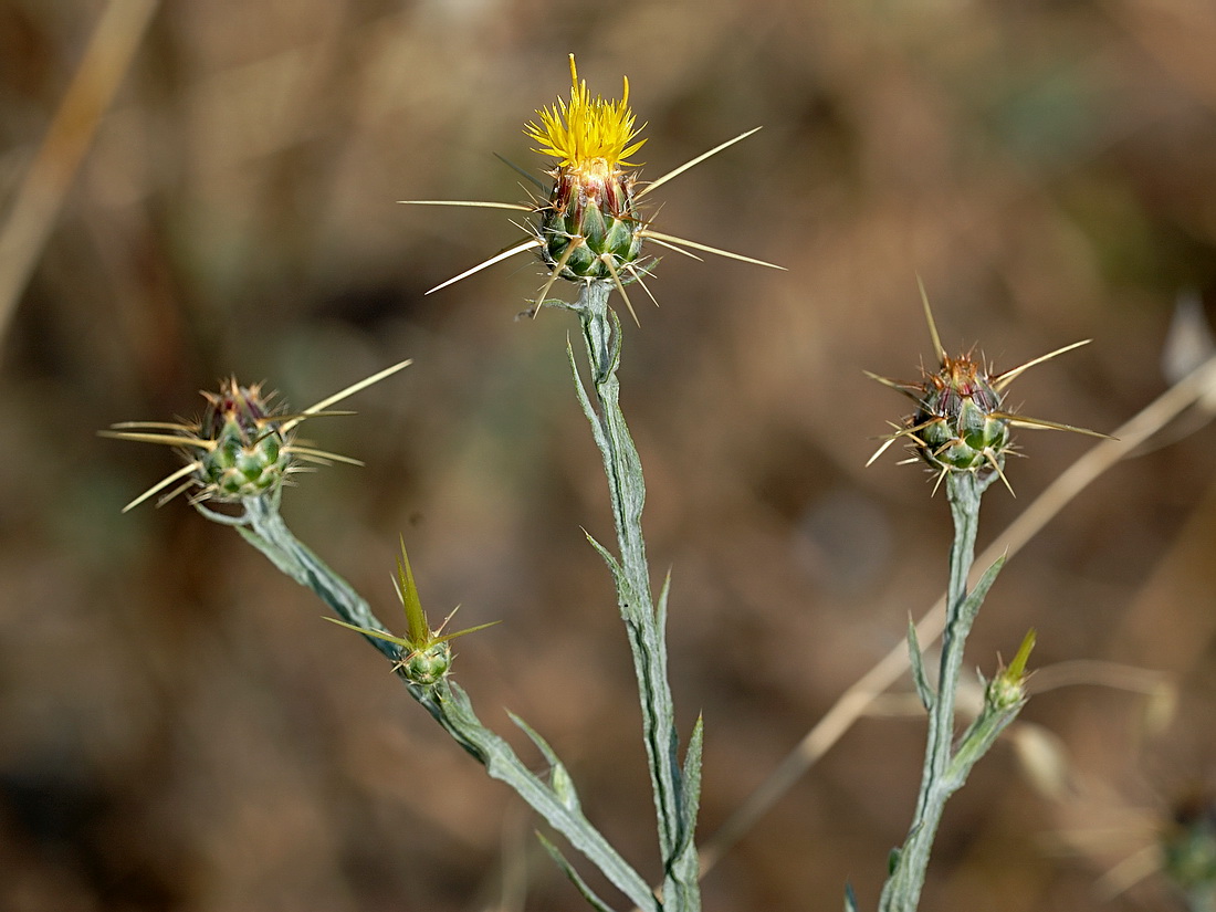 Image of Centaurea solstitialis specimen.