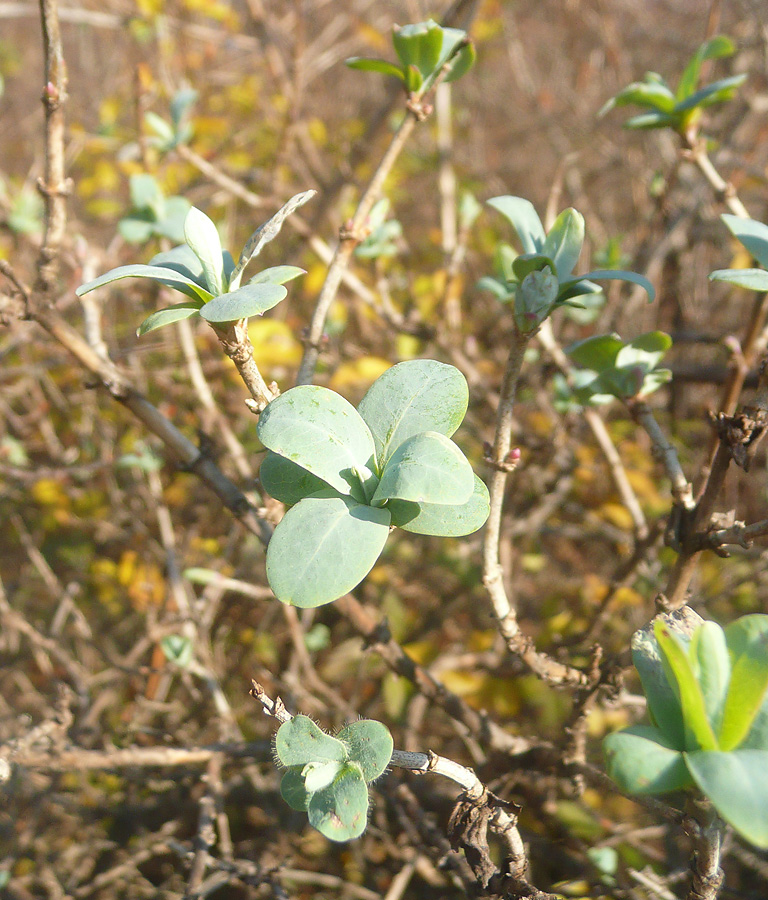 Image of Lonicera etrusca specimen.