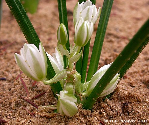 Image of Ornithogalum sigmoideum specimen.