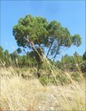 Juniperus excelsa. Отдельно стоящее дерево в разреженном можжевеловом редколесье.Черноморское побережье Кавказа, близ мыса Шесхарис. 22 августа 2010 г.