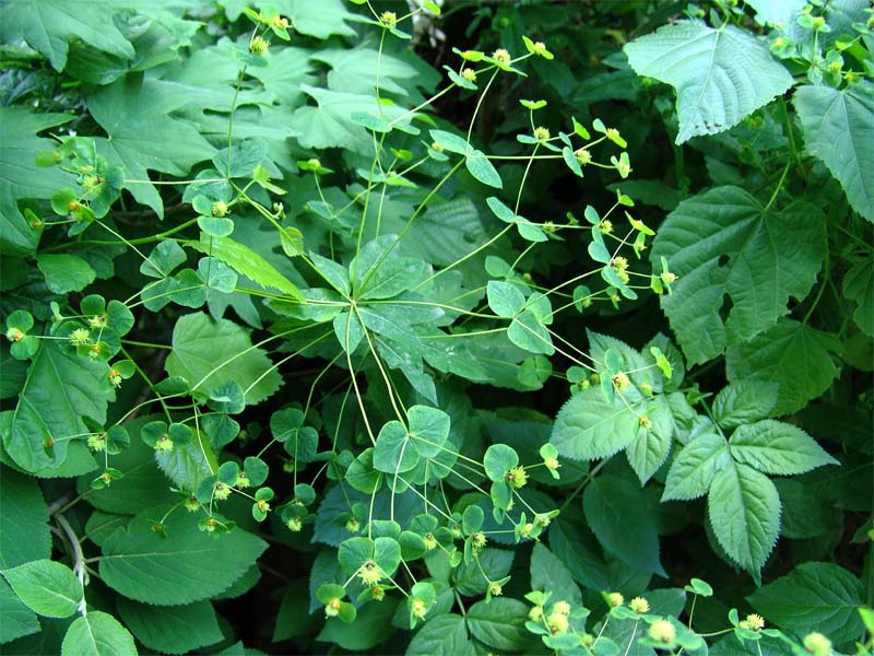 Image of Euphorbia squamosa specimen.