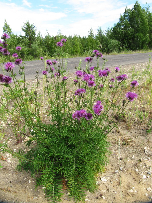 Изображение особи Centaurea scabiosa.