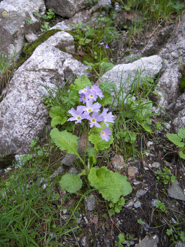 Image of Primula meyeri specimen.