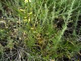 Delphinium semibarbatum. Нижняя часть растения. Копетдаг, Чули. Май 2011 г.