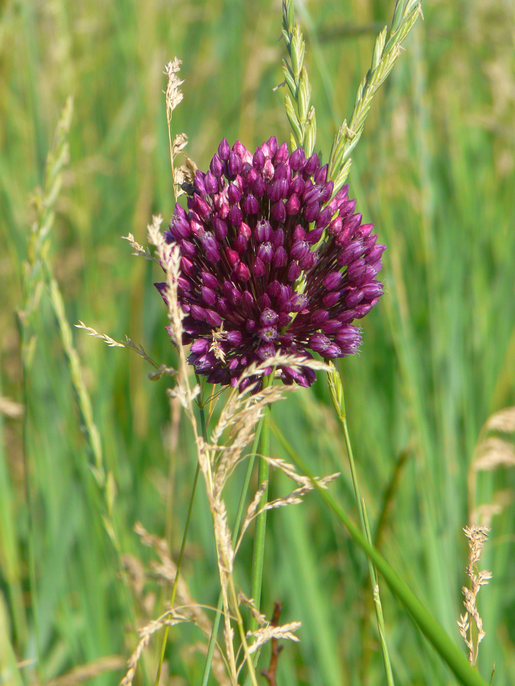 Image of Allium rotundum specimen.