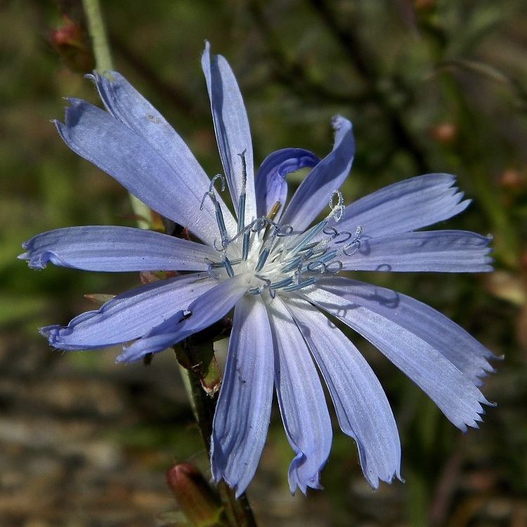 Image of Cichorium intybus specimen.